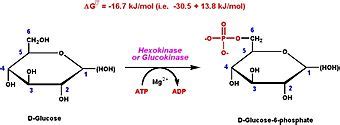 how does hexokinase work.
